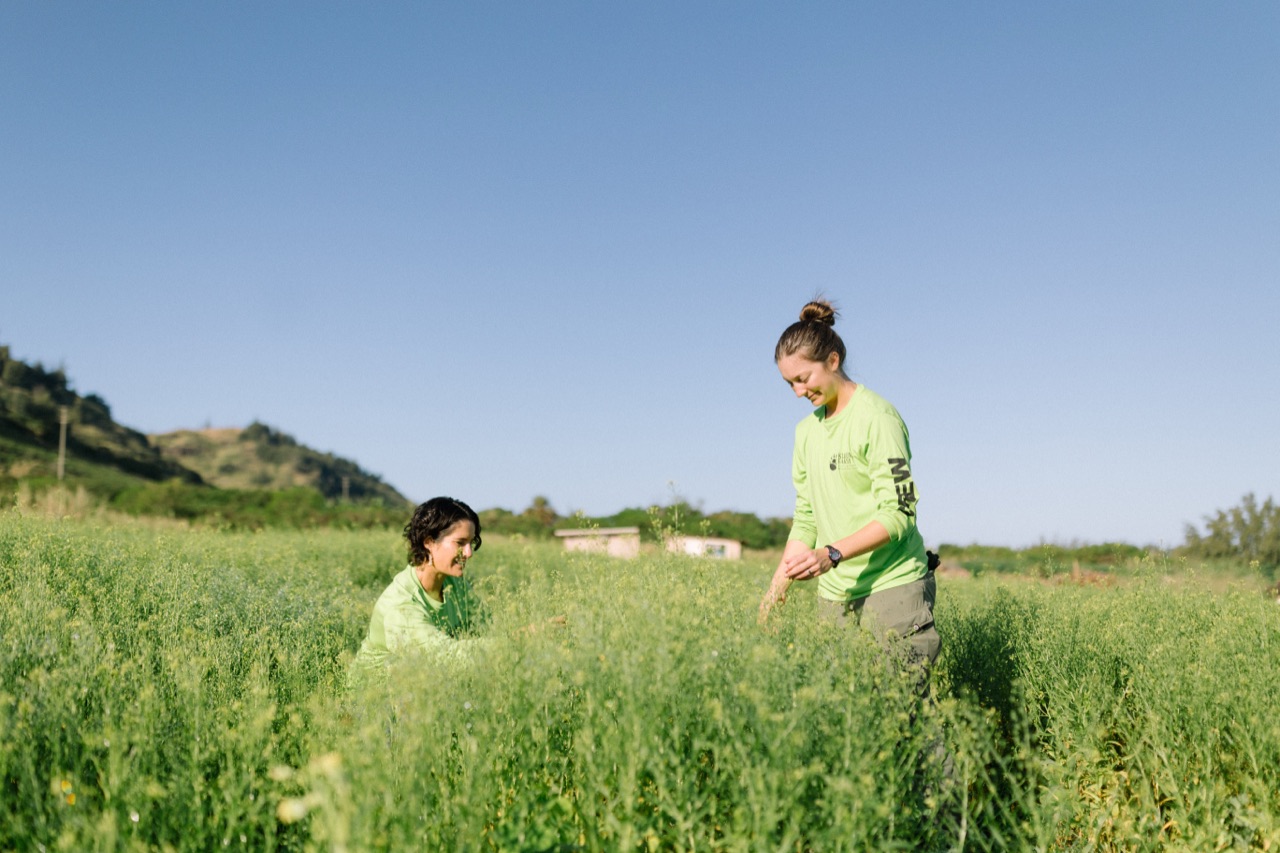 A Camelina field stretches toward Hawaiian mountains under a soft sky