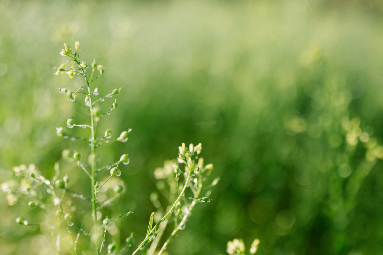 Camelina plants in seed, growing in a Hawaiian field